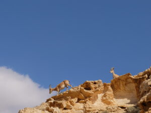 Tzin Cliffs, Israel