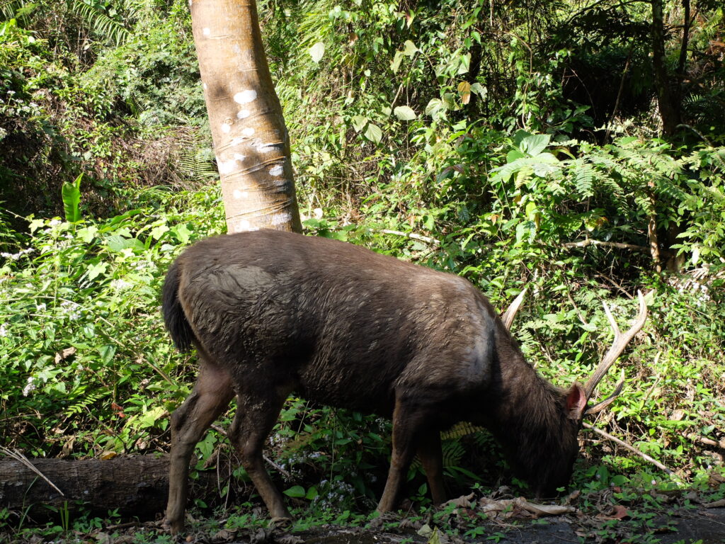 Sambar deer