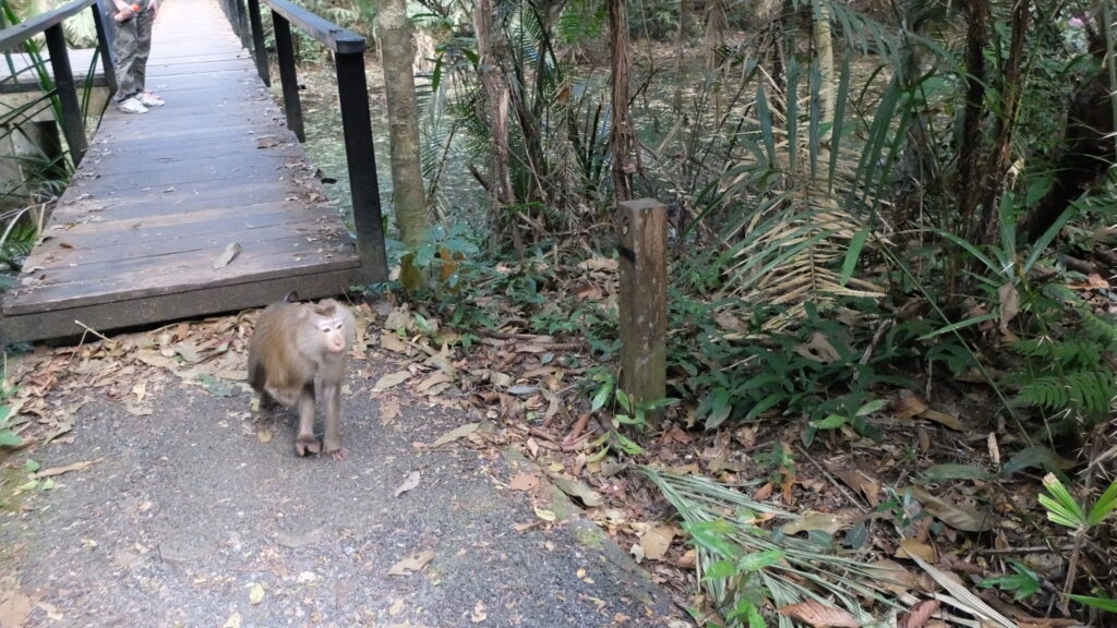 Northern Pig-Tailed Macaque